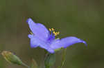 Virginia spiderwort